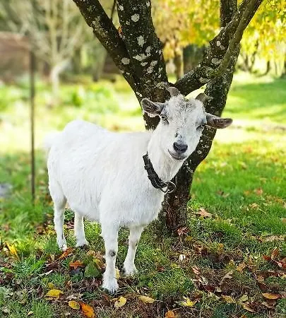 A 5 Kms Du Puy Du Fou, La Séraphina Hébergement de vacances *