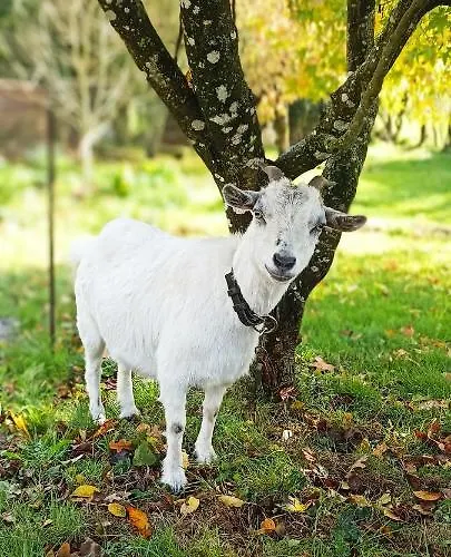 Puydufou -5kms- La Seraphina, Дом отдыха *
