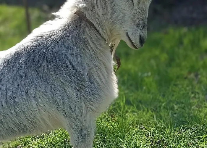Puydufou -5kms- La Seraphina, Дом отдыха Шамбрето